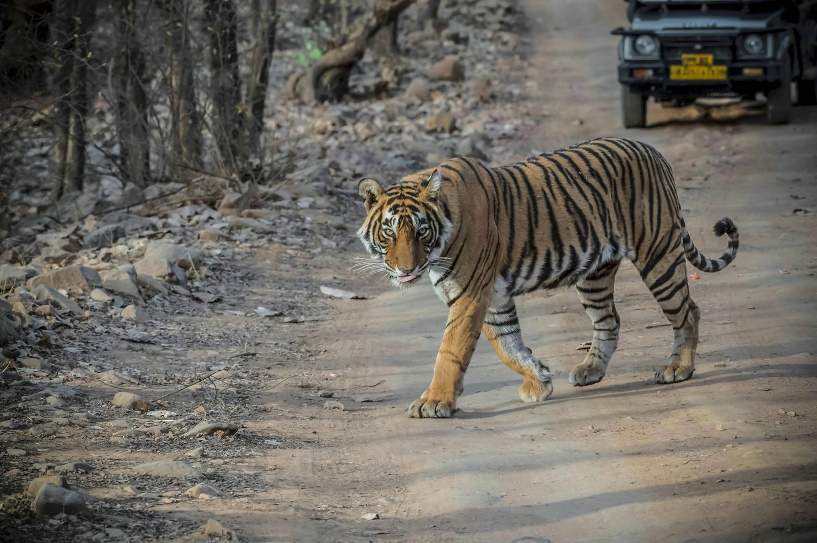 Golden Triangle Tour with Ranthambore