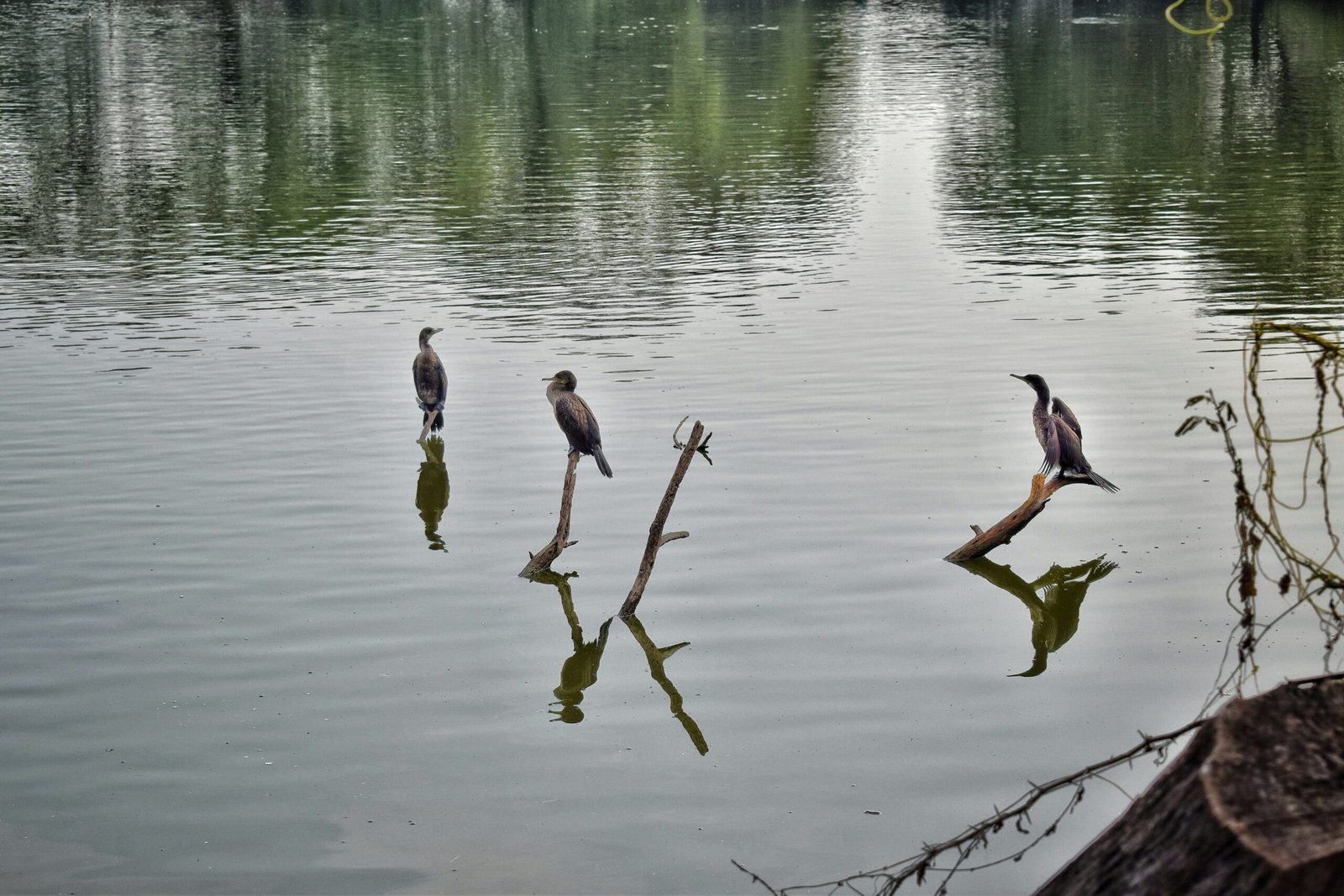 Golden Triangle Tour & Birds Watching